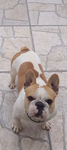 Bulldog Francês Macho Reprodutor
