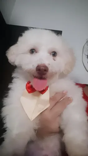 Vendo filhote de poodle super lindo?