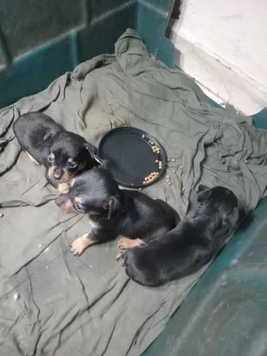 Vendo lindos filhotes de raça pincher purissima de pai e mãe no local