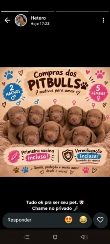Pitbull 