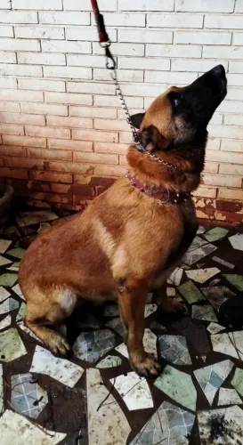 ADOÇÃO RESPONSÁVEL - PASTOR BELGA MALINOIS 