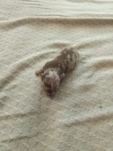Pincher merle macho mofadinho