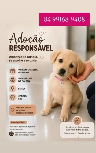 Doação de Cachorrinha Filhote