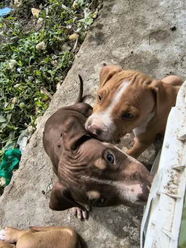 Doação de filhotes de cachorro.