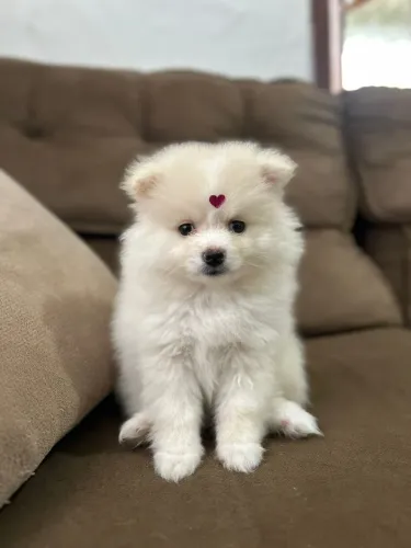 Lulu da pomerania/spitz alemão fêmea 