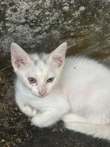 [DOAÇÃO] Lindo gatinho filhote precisa de um lar (Urgente!)