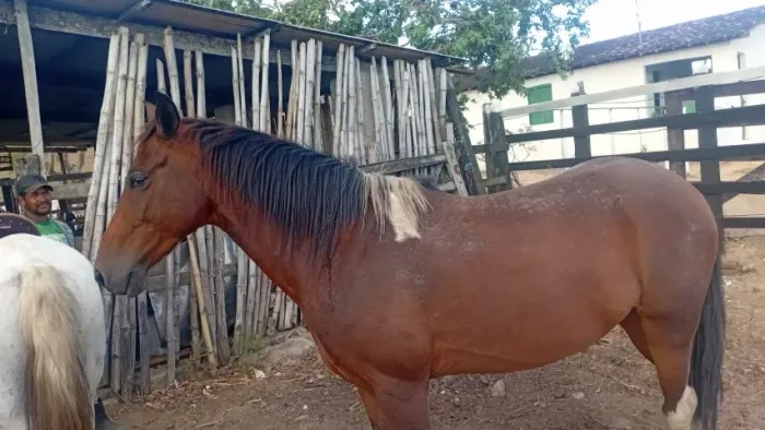 Vende se essa cavaco mangalarga 5 mil  iniciou doma Ms tá 6 mês se ser montado chama no ZA