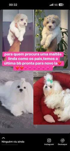 FÊMEA DA RAÇA MALTÊS