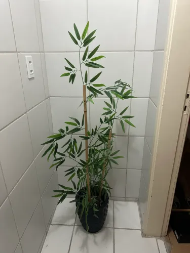Árvore de bambu