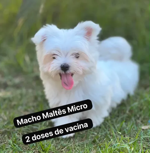 Maltês Macho Micro 3 meses $1600