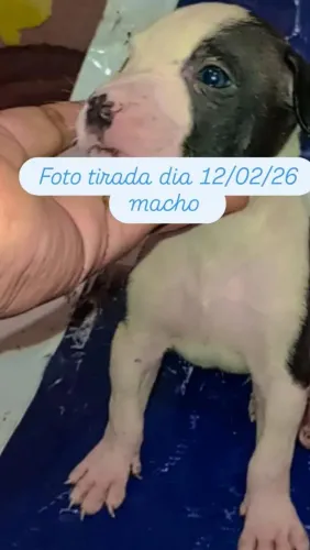 Lindos filhotes de Pitbull puro de pai e mãe