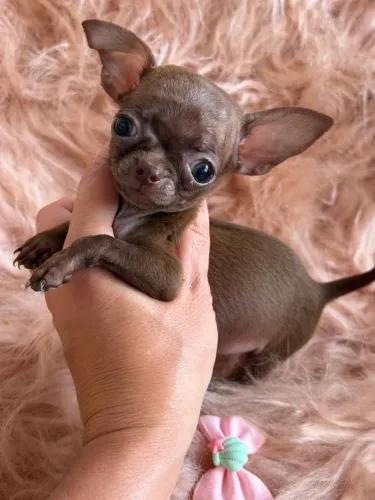 Chihuahua. Uma florzinha micro chocolate de pelagem curta 