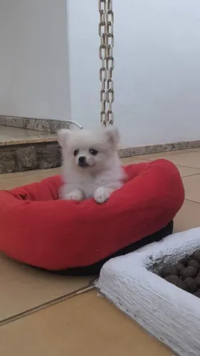 Lulu da Pomerânia 
