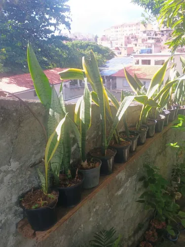 Espadas