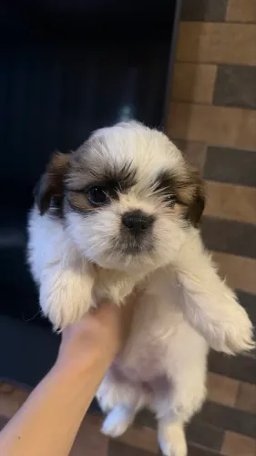Shih Tzu Machinho disponível