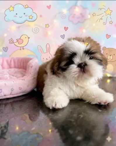 Fêmea de shih Tzu