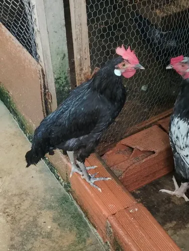 Galos cara de palhaço 