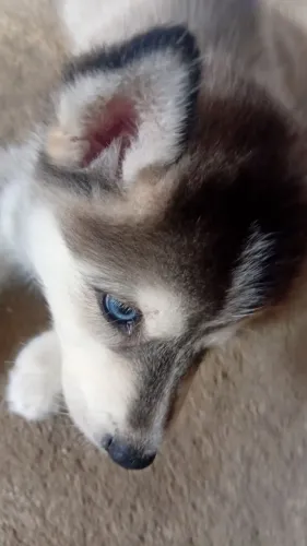 Husky siberiano