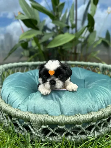 Shitzu 