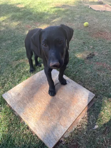 Labrador para doação 