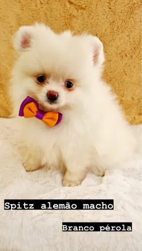 Spitz alemão varias cores machos e femeas
