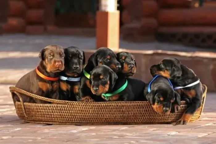 Doberman 