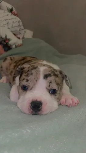 American bully micro fêmea