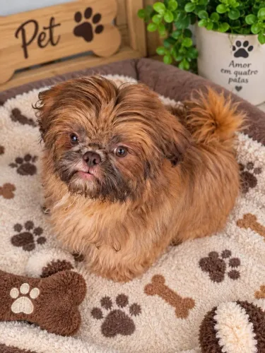 Filhote de shih tzu..