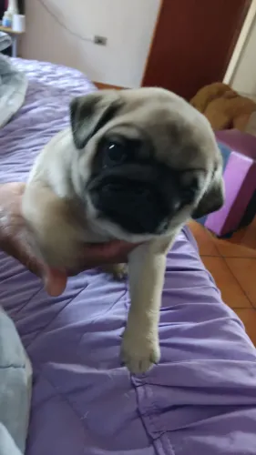 Filhotes de Pug 