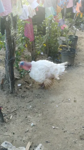 Peru ? Branco