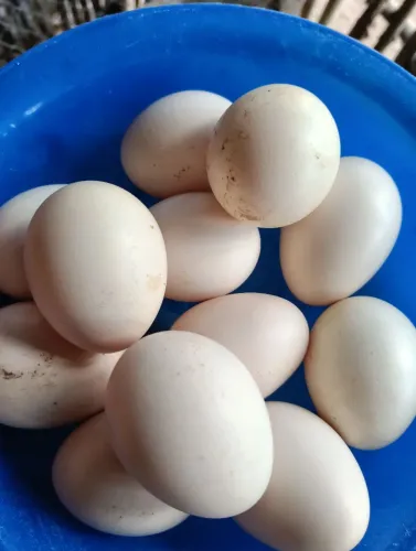 Ovos de galinha sedosa 