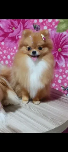 FEMEA DE LULU DA POMERÂNIA 