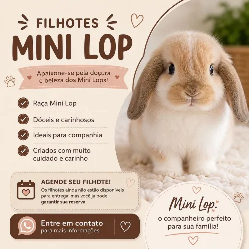 Coelho filhotes Mini Lop 