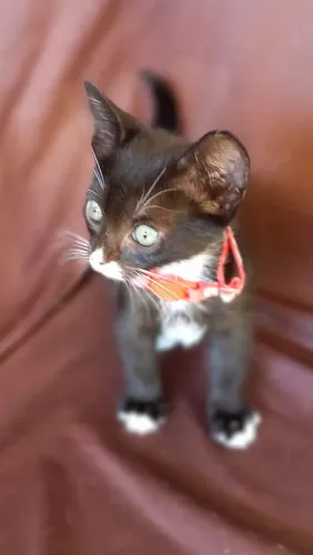 Gato para adoção 