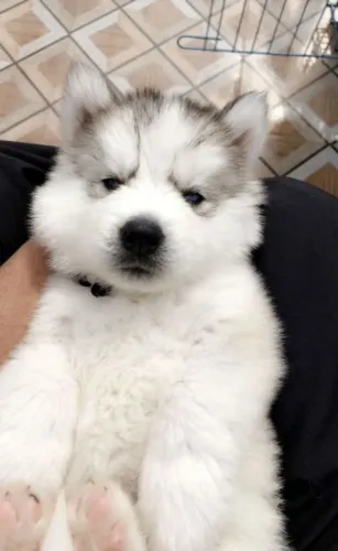 Husky siberiano disponível para companhia e segurança