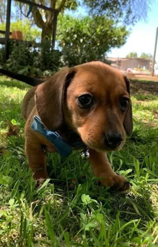 Filhote de basset macho maravilhoso