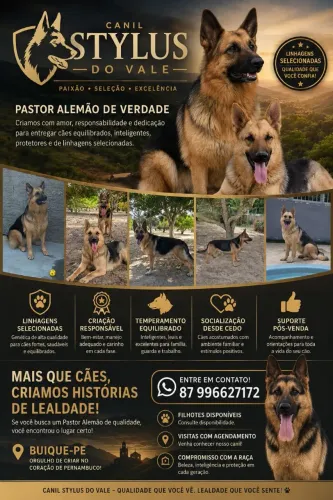 Filhotes de Pastor Alemão