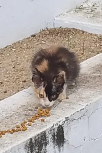 Gata tricolor 2 meses adoção 