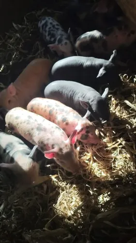 Tenho lindos leitões para venda