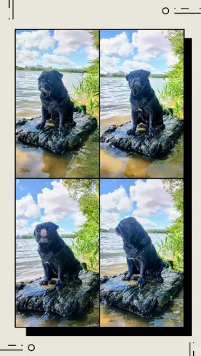 Pug fêmea para cruzar