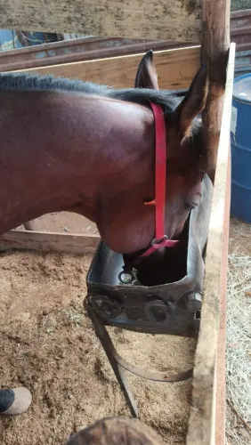 Cavalo puro sangue inglês
