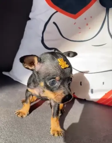 Pinscher zero mini
