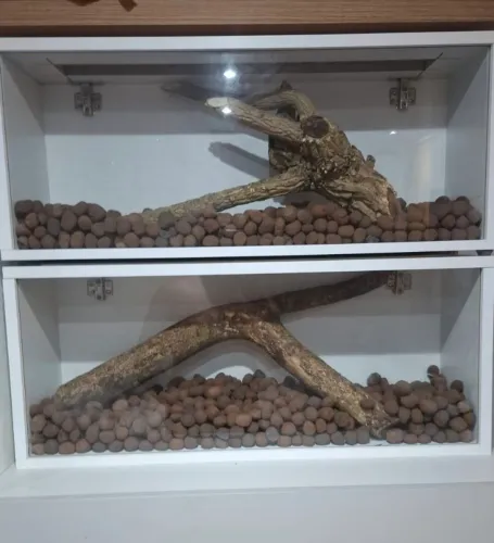 Terrario novo
