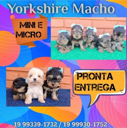 Final de Semana com Preço Baixinho - Yorkshire Macho!