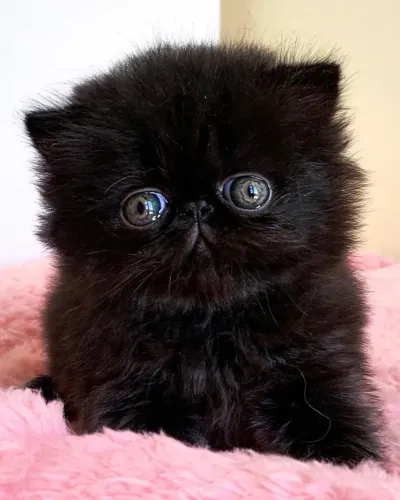 Gatinho Persa Black - Havila filhotes 