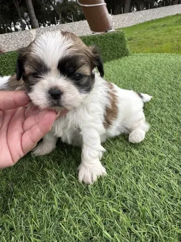 Shih tzu Bolinhas de Pelo Cheias de Amor