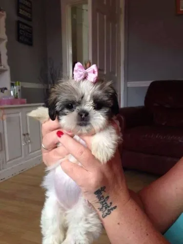 Filhote Shih Tzu Fêmea e macho o amor que não se mede se sente