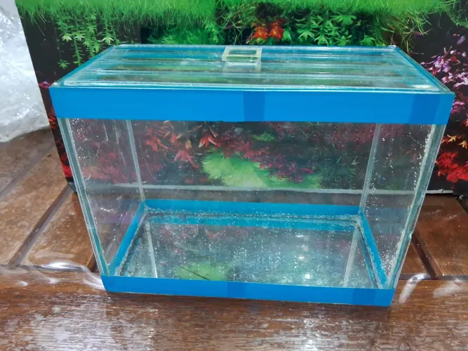 Aquário para peixe Beta