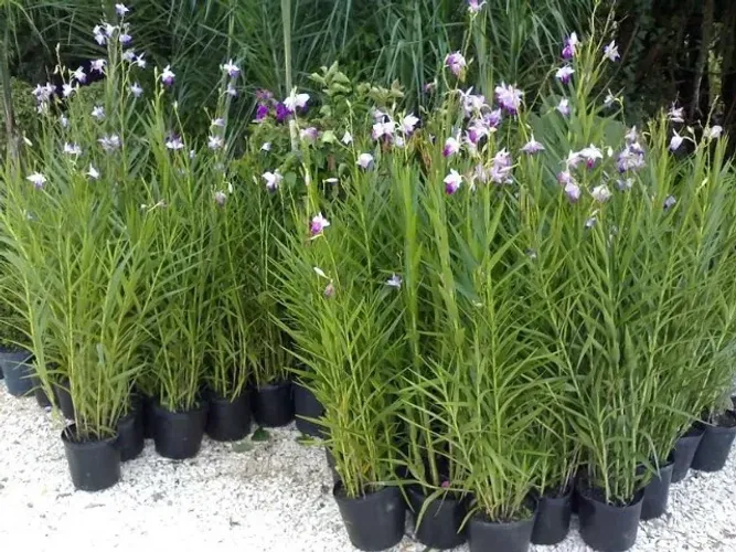 mudas da orquidea bambu arundina 