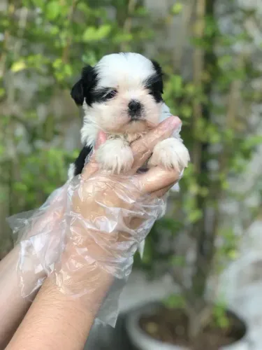 Shih tzu trabalhamos com mais de 20 raças.